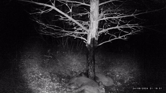 фотоловушка не спит смотреть онлайн