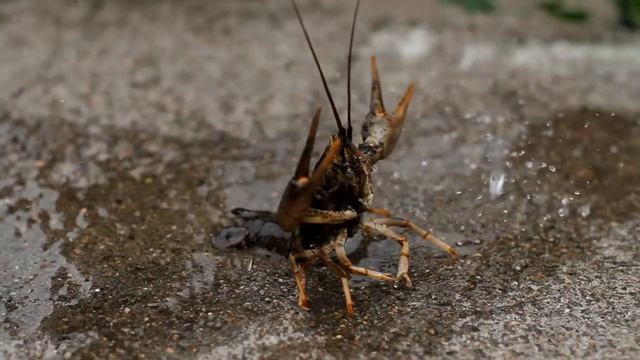 Буря! Скоро грянет буря! смотреть онлайн