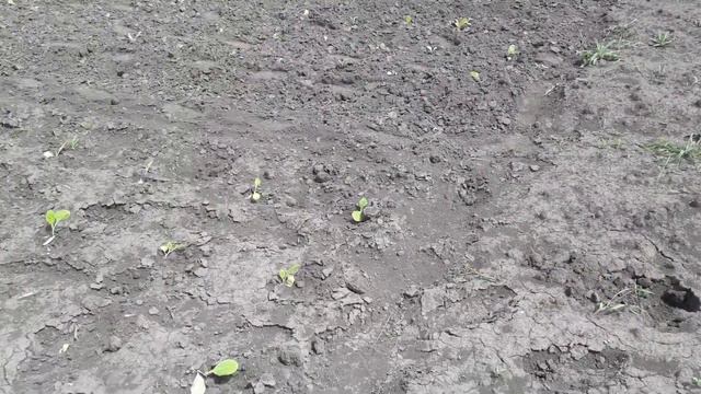 Сеем лебеду смотреть онлайн