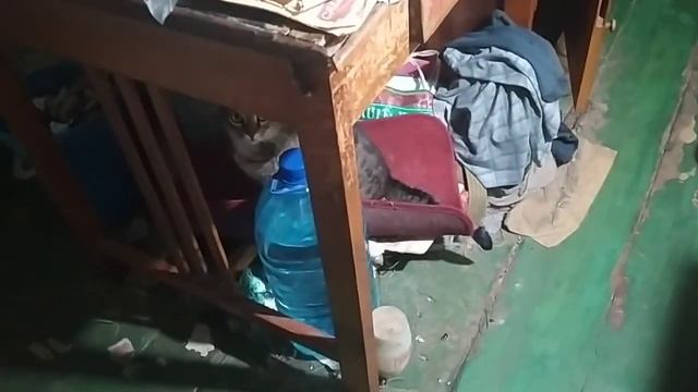 ПАШТЕТ РАЗУМНЫЙ ВЫБОР. СПОРТТОВАРЫ ВЫБИРАЮ УПОРЫ ДЛЯ ОТЖИМАНИЙ смотреть онлайн