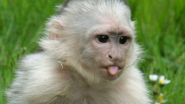 Капуцины - интересные факты смотреть онлайн