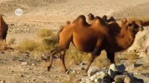 Жизнь животных в жарких пустынях