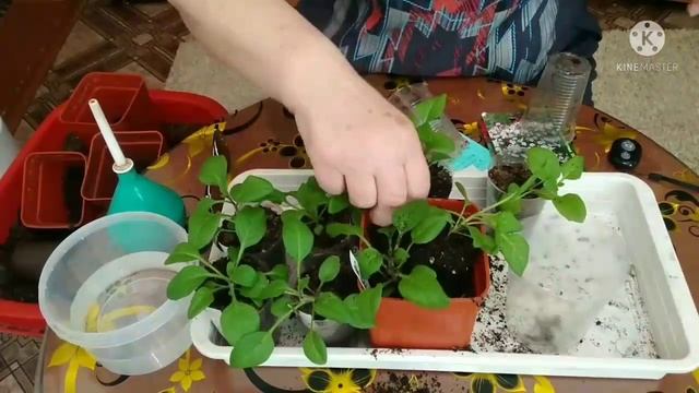 Совместная пикировка или перевалка петунии Тайфун Сильвер и Тайфун Редвелюр. смотреть онлайн