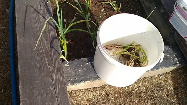 24.05.21. Обзор дачи, утро. смотреть онлайн