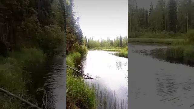 лето, север, коми, рыбалка, река Волосница смотреть онлайн