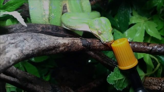 Morelia viridis drinks ! смотреть онлайн