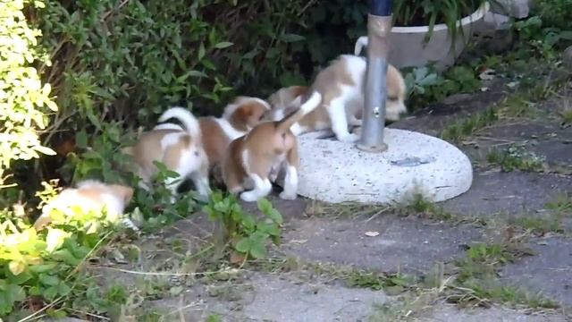 Kromfohrlander puppies 7 weeks playing A.MP4 смотреть онлайн
