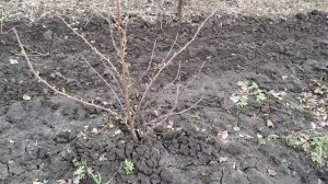 Обрезка смородины и йошты.