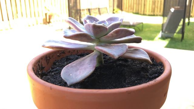 Graptopetalum Purple Delight - HD Succulent Video (4K)
