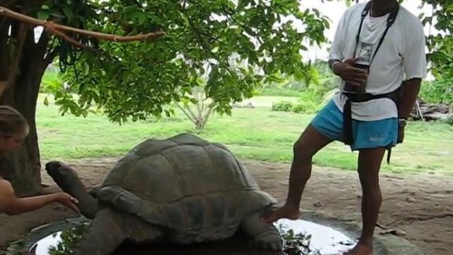 Esmeralda worlds oldest and largest tortoise смотреть онлайн