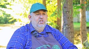 Почему не плодоносит смородина?