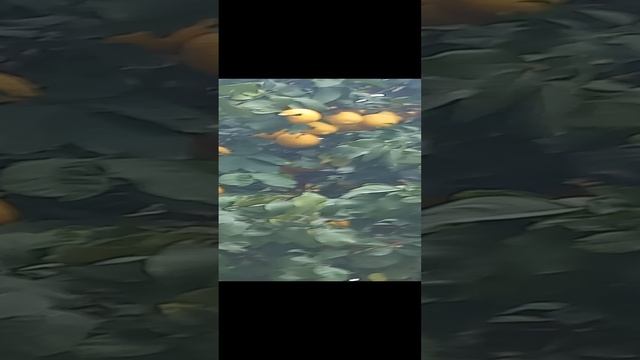 Кипр, Лимасол, дерево с лимонами,  лимоновое дерево, лимоны