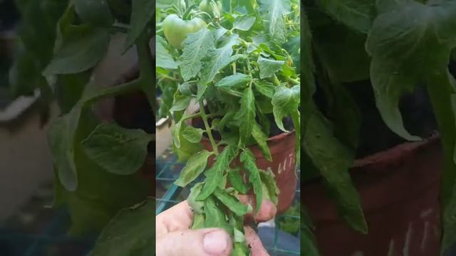 Томат Японский карлик, оказался компактным, ранним смотреть онлайн