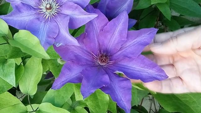 КЛЕМАТИСЫ СОРТА - сорта клематисов для начинающих Советы от Клематис TV смотреть онлайн