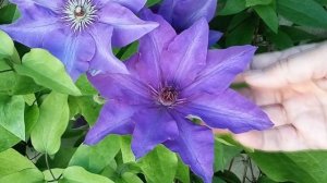 КЛЕМАТИСЫ СОРТА - сорта клематисов для начинающих Советы от Клематис TV
