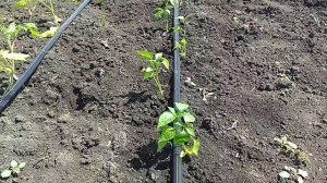 Что выгоднее выращивать в огороде?