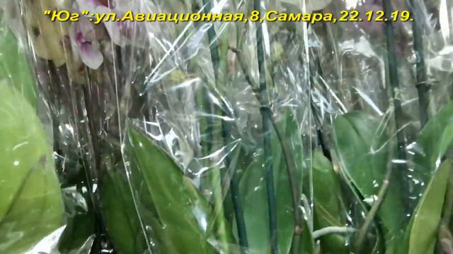 ЗАВОЗ прекрасных ОРХИДЕЙ в "Юге",22.12.19,Самара,ул.Авиационная,8. смотреть онлайн