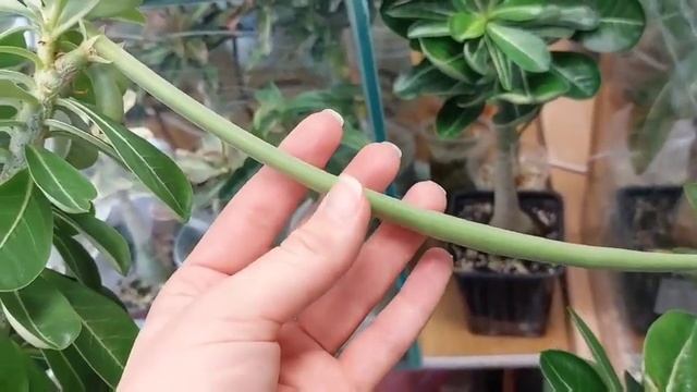 Зимнее цветение адениумов !!! смотреть онлайн