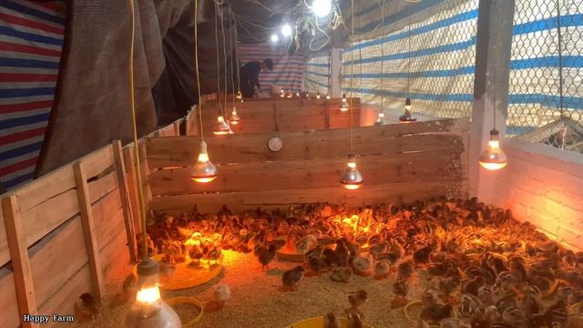 Taking care of 3000 chicks in the first 2 days and things to note. смотреть онлайн