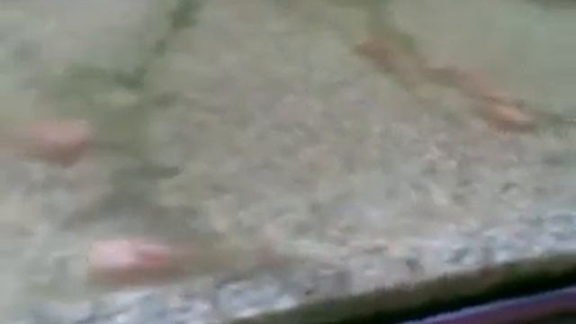 Triops longicaudatus RCF (красная морфа Американского Длиннохвостого щитня). смотреть онлайн