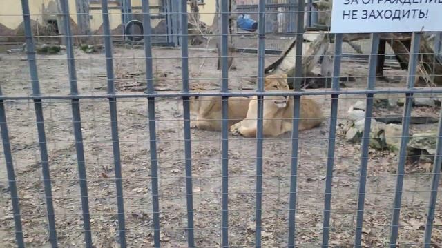 ШОК! ПОГЛАДИЛИ ЛЬВА или ЛЬВИЦУ в парке львов и тигров! смотреть онлайн