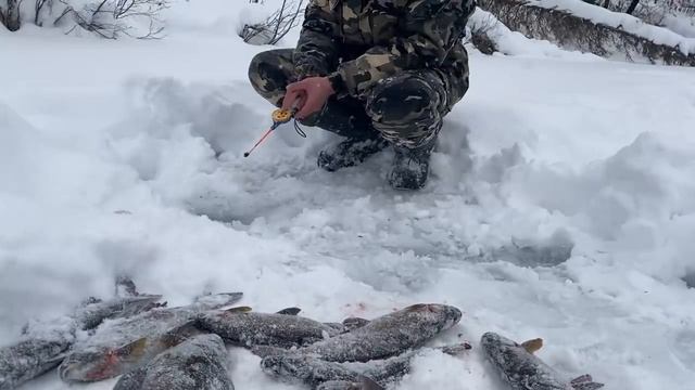 РЫБАЛКА ЗИМОЙ,Ловля самых крупных хариусов в сибири.ЛЕСКА ТРЕЩИТ ОТ РЫБЫ,поймал голыми руками. смотреть онлайн