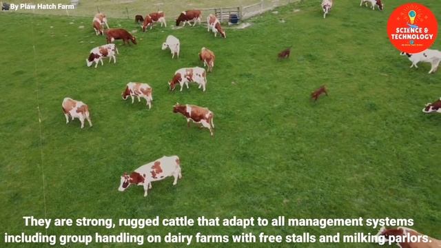 WONDERFUL AYRSHIRE AND SHORTHORN COW DAIRY FARM, MODERN TECHNOLOGY CATTLE FARMING, COW DAIRY FARMIN смотреть онлайн