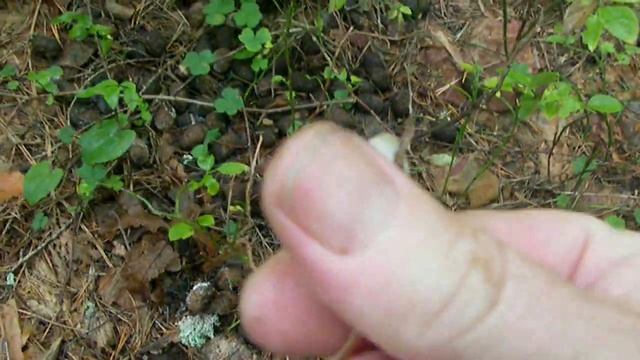 Панеолус лосиный (Panaeolus alcis) смотреть онлайн