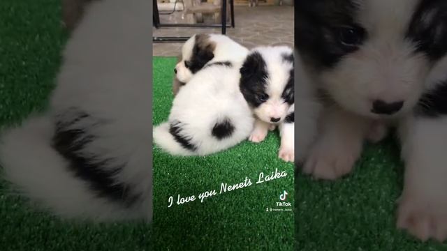 Ненецкая оленегонная лайка (nenets laika, оленегонка, оленегонный шпиц) смотреть онлайн