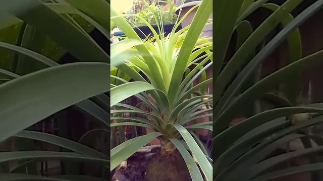 Três plantas de sol pleno no meu jardim смотреть онлайн