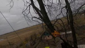 Арбористика‼️Удаление ??по частям? больших 100 летних лип?, выросших рядом с домом и ЛЭП