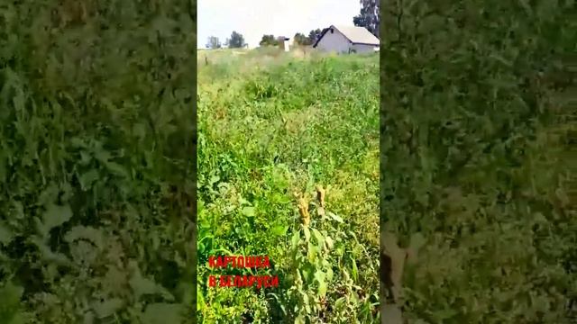 КАРТОШКА В БЕЛАРУСИ смотреть онлайн