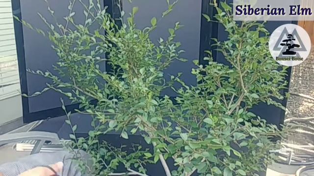 Siberian Elm bonsai (routine trim) смотреть онлайн