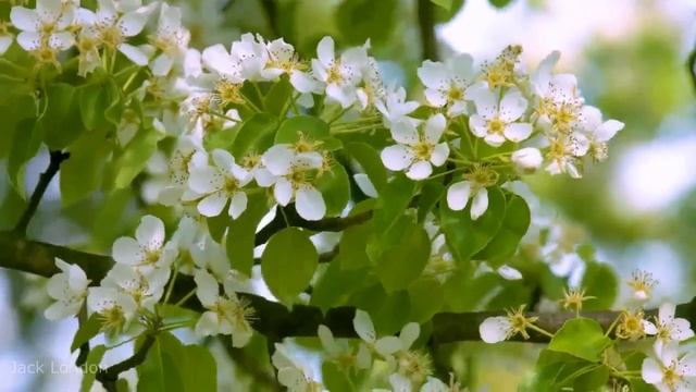 Александр Меньшиков - Письмо к Матери (С. Есенин) HD1280x720 смотреть онлайн