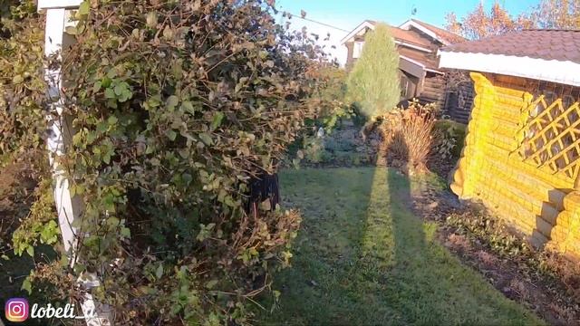 Правильная обрезка клематиса к зиме, подготвка укрытия, борьба с мышами смотреть онлайн