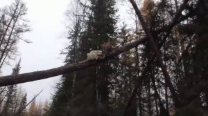 Воспитание щенка лайки. Махтал. часть-1.mp4