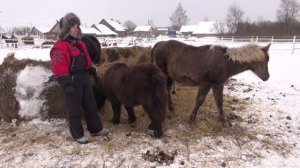 Колики у лошадей. Как выявить, чем помочь.