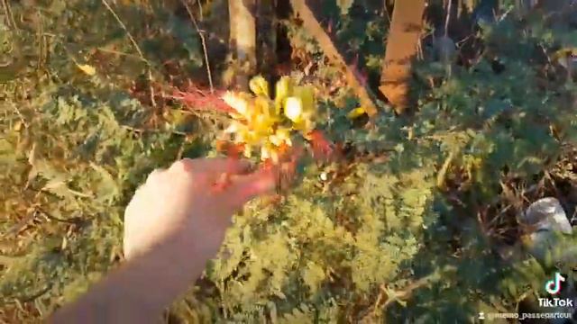caesalpinia gelliesii смотреть онлайн