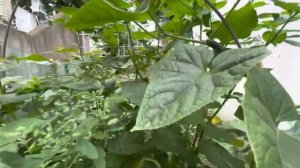 КОРЕЙСКИЙ ОГОРОД / ОГОРОД В КОРЕЕ / ЧТО ДА КАК / ИЮЛЬ 2021