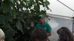 Семинар Seminis. Обзор производства огурца в пленочных теплицах.
