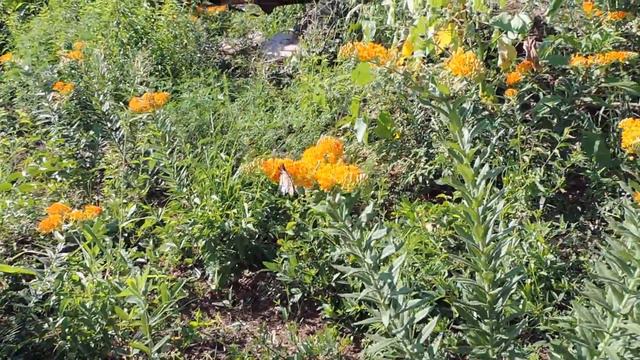 DSCN7970Monarchs on Asclepias Tuberosa 28 August 2014 смотреть онлайн