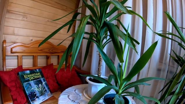 Панданус или Юкка, а может быть Драцена? Как отличить эти растения, особенности ухода и пересадки смотреть онлайн