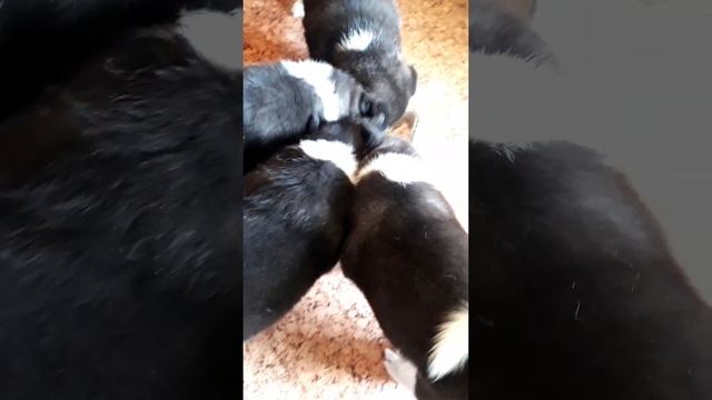 Американская акита . Щенки