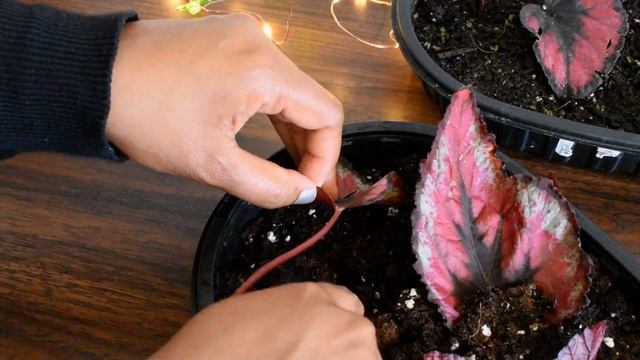 How to Propagate Begonia rex in soil from leaf cuttings| how to propagate huge number of begonia. смотреть онлайн