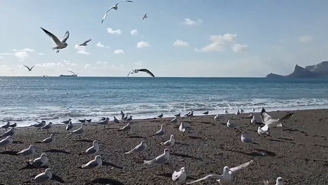 Крым, Судак, Пляж Центральный. Чайки у моря. Чайка озерная и чайка черноголовая зимой смотреть онлайн