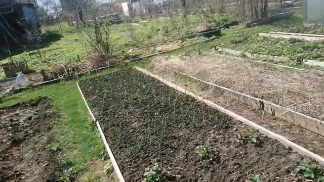 МАЛИНА СОРТОВАЯ //МОЯ ДАЧА смотреть онлайн