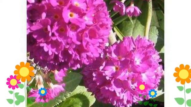 Примула мелкозубчатая Corolla Deep Rose. Краткий обзор, описание характеристик, где купить саженцы смотреть онлайн