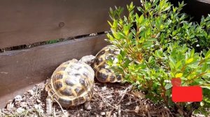 Breeding russian tortoise. Как размножаются сухопутные черепахи. Спаривание сухопутных черепах.