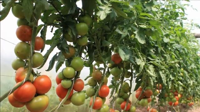 Выращивание помидоров в теплице из поликарбоната как бизнес идея смотреть онлайн