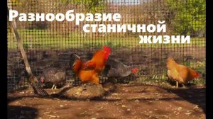 #103 Разнообразие станичной жизни